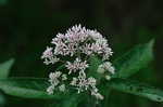 Joe Pye weed